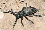 Dorcadion chrysochroum