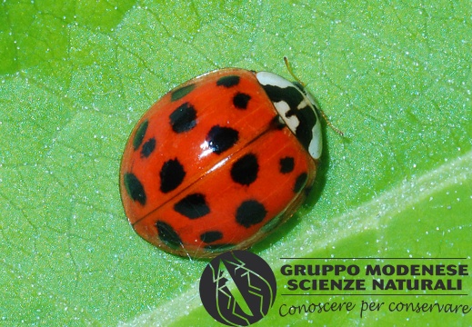 Harmonia axyridis