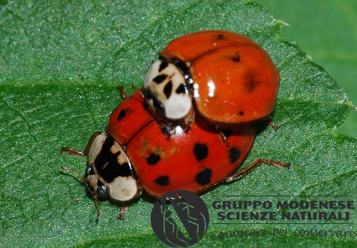 Harmonia axyridis