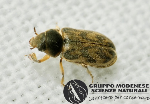 Heterocerus fenestratus