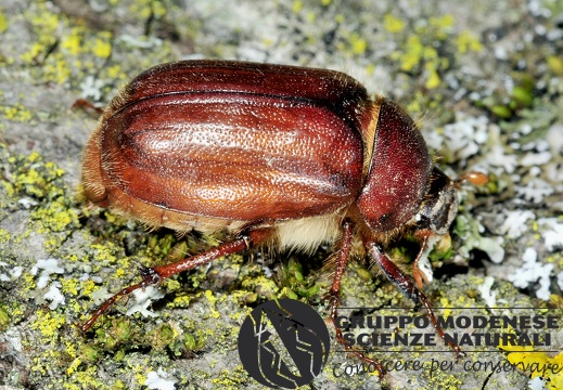 Holochelus sp