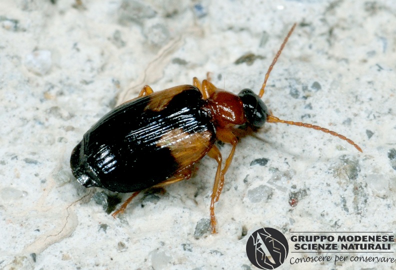 ORDINE: COLEOPTERA
FAMIGLIA: CARABIDAE
CENERE e SPECIE: Lebia scapularis
DATA e LOCALITA: 20/07/2012 - Cisana, Toano, RE
: GM17C152.JPG