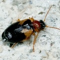 Lebia scapularis
