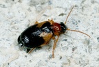 Lebia scapularis