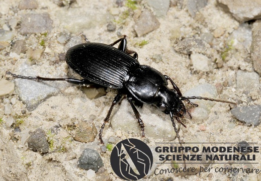 Pterostichus melas italicus