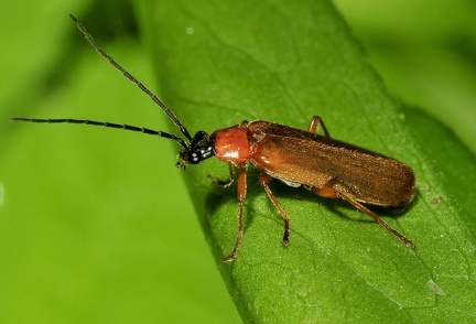 Rhagonicha nigriceps -- 

ORDINE: COLEOPTERA

FAMIGLIA: CANTHARIDAE

CENERE e SPECIE: Rhagonicha nigriceps

DATA e LOCALITA: 25/07/2016 - Fano, PU

: 