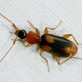 Zuphium olens