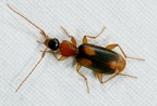 Zuphium olens