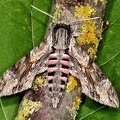 Agrius convolvuli