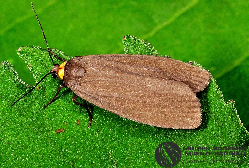ORDINE: LEPIDOPTERA
FAMIGLIA: EREBIDAE
CENERE e SPECIE: Atolmis rubricollis
DATA E LOCALITA: 13/07/2016 - Krasno, Croazia
: GM17L316.JPG