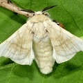 Bombyx mori