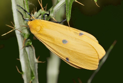 Lithosia quadra -- 

ORDINE: LEPIDOPTERA

FAMIGLIA: EREBIDAE

CENERE e SPECIE: Lithosia quadra

DATA E LOCALITA: 21/06/2016 - Manziana, ROMA

: 