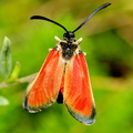 Zygaena ( Mesembrinus) rubicundus