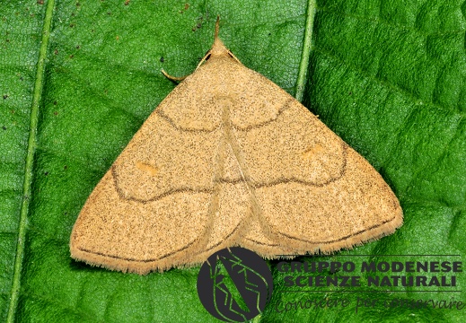 Paracolax tristalis