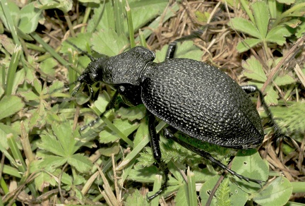 Carabus (Procerus( gigas -- 

ORDINE: COLEOPTERA

: CARABIDAE

ORDINE: Carabus (Procerus( gigas

FAMIGLIA: 01/07/2017 - Loc. imprecisata, Croazia

GENERE e SPECIE: 