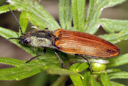 Ctenicera virens -- 

ORDINE: COLEOPTERA

: ELATERIDAE

ORDINE: Ctenicera virens

FAMIGLIA: 01/06/2018 - Val di Pejo, TN

GENERE e SPECIE: 