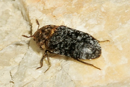Dermestes undulatus -- 

ORDINE: COLEOPTERA

: DERMESTIDAE

ORDINE: Dermestes undulatus

FAMIGLIA: 29/06/2017 - Parco Naz. Velebit, Croazia

GENERE e SPECIE: 
