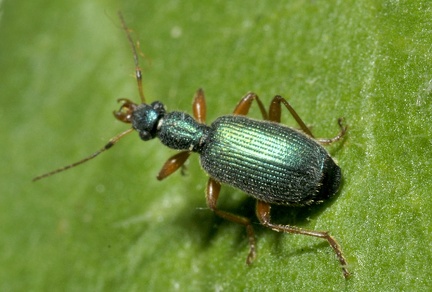 Drypta dentata -- 

ORDINE: COLEOPTERA

: CARABIDAE

ORDINE: Drypta dentata

FAMIGLIA: 27/05/2018 - Cisana, Toano, RE

GENERE e SPECIE: 