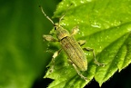 Phyllobius arborator