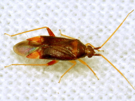 Pseudoloxops coccineus