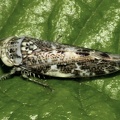 Alligus mixtus (Cfr)