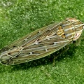 Arocephalus longiceps (cfr)