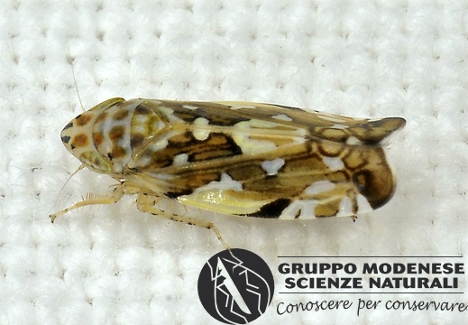 Metralimnus formosus (Cfr)