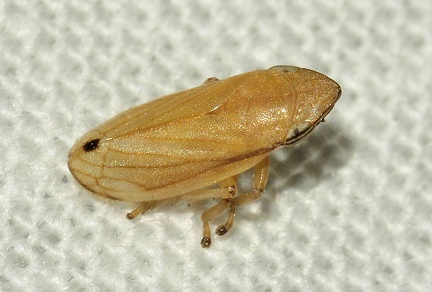 Neophilaenus lineatus -- 

ORDINE: HEMIPTERA - HOMOPTERA

FAMIGLIA: CICADELLIDAE

nome scientifico: Neophilaenus lineatus

DATA e LOCALITA: 29/06/2017 - Parco Naz. Velebit, Croazia

: 