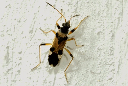Beosus quadripunctatus -- 

ORDINE: 

FAMIGLIA: LYGAENIDAE

nome scientifico: Beosus quadripunctatus

DATA e LOCALITA: 07/06/2018 - Kalambaka, Grecia

: 