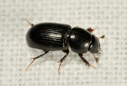 Nialus varians -- 

ORDINE: COLEOPTERA

: APHODIIDAE

ORDINE: Nialus varians

FAMIGLIA: 09/06/2017 - Toano. RE

GENERE e SPECIE: 