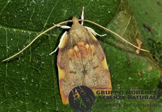 Carcina quercana