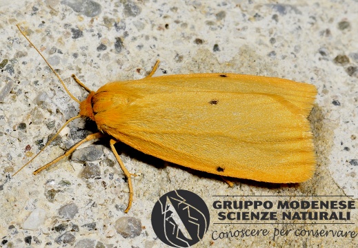 Cybosia mesomella