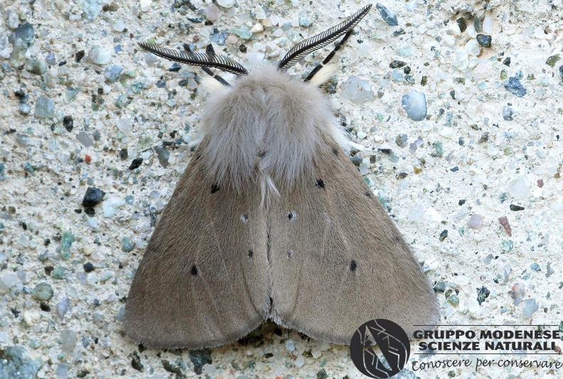 ORDINE: LEPIDOPTERA
FAMIGLIA: EREBIDAE
nome scientifico: Diaphora mendica
DATA e LOCALITA: 12/05/2010 - Cisana, Toano, RE
: GM17L419.JPG