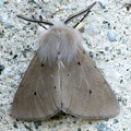 Diaphora mendica