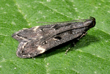 Dichomeris alacella -- 

ORDINE: LEPIDOPTERA

FAMIGLIA: GELECHIIDAE

nome scientifico: Dichomeris alacella

DATA e LOCALITA: 01/07/2016 - Cisana, Toano, RE

: 