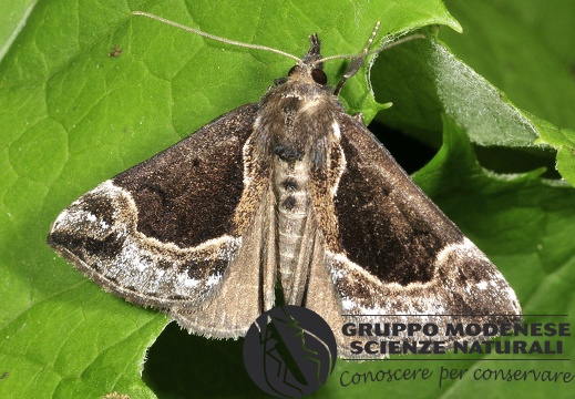 Hypena crassalis