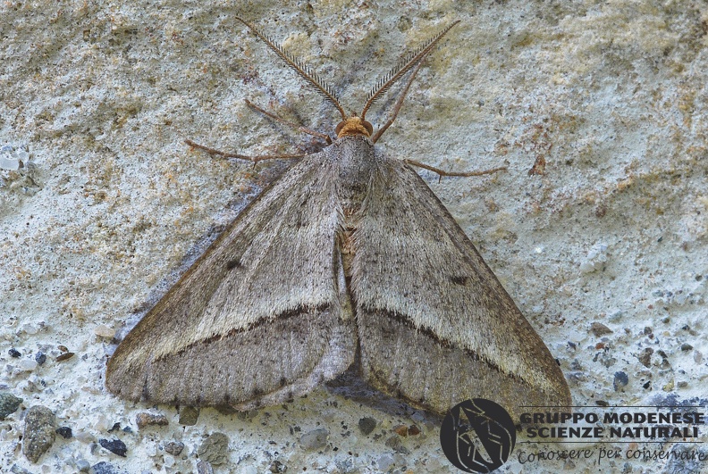 ORDINE: LEPIDOPTERA
FAMIGLIA: GEOMETRIDAE
nome scientifico: Isturgia arenacearia
DATA e LOCALITA: 10/08/2012 - Cisana, Toano, RE
: GM17L451.JPG