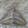 Isturgia arenacearia
