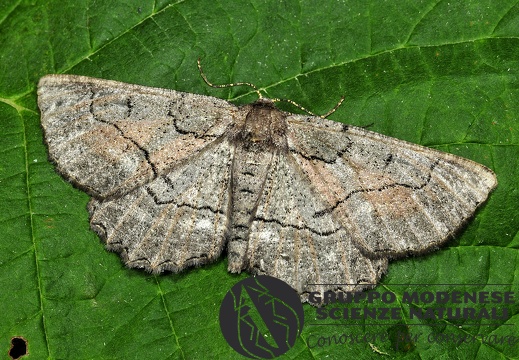 Nychiodes obscuraria
