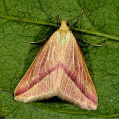 Rhodometra sacraria f. sanguinaria