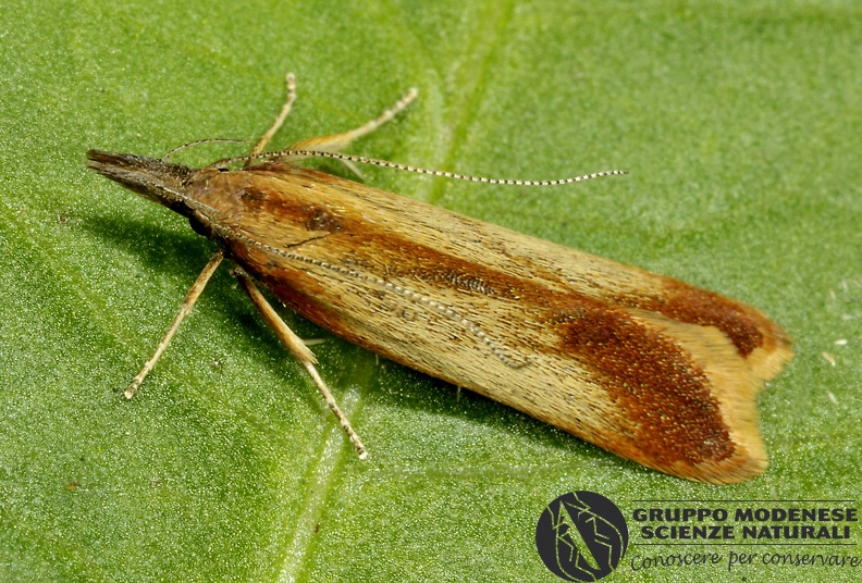 ORDINE: LEPIDOPTERA
FAMIGLIA: GELECHIIDAE
nome scientifico: Dichomeris ustalella
DATA e LOCALITA: 07/05/2018 - Torrente Dolo, Cerredolo, Toano, RE
: GM17L508.JPG