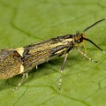 Esperia sulphurella