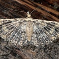 Pterotopteryx dodecadactyla