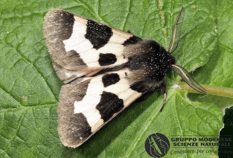 ORDINE: LEPIDOPTERA
FAMIGLIA: EREBIDAE
nome scientifico: Watsonarctia deserta
DATA e LOCALITA: 29/05/2016 - Monte acuto, PG
: GM17L529.JPG