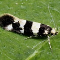 Denisia luctuosella
