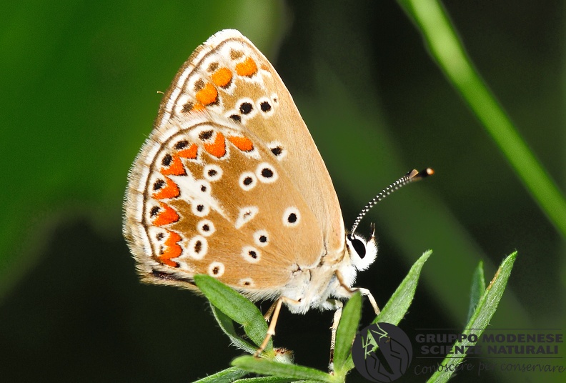 ORDINE: LEPIDOPTERA
FAMIGLIA: LYCAENIDAE
nome scientifico: Plebejus agestis
DATA e LOCALITA: 12/07/2016 - Colli nei pressi di Karlobag, Croazia
: GM17L534.JPG