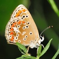 Plebejus agestis