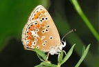 Plebejus agestis