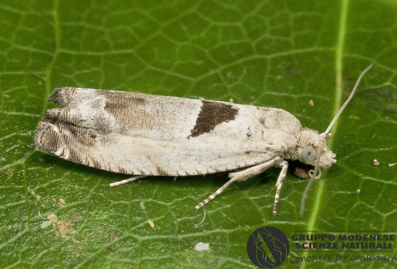 ORDINE: LEPIDOPTERA
FAMIGLIA: TORTRICIDAE
nome scientifico: Epinotia ramella
DATA e LOCALITA: 22/08/2016 - Cavalese, TN
: GM17L535.JPG