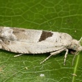 Epinotia ramella